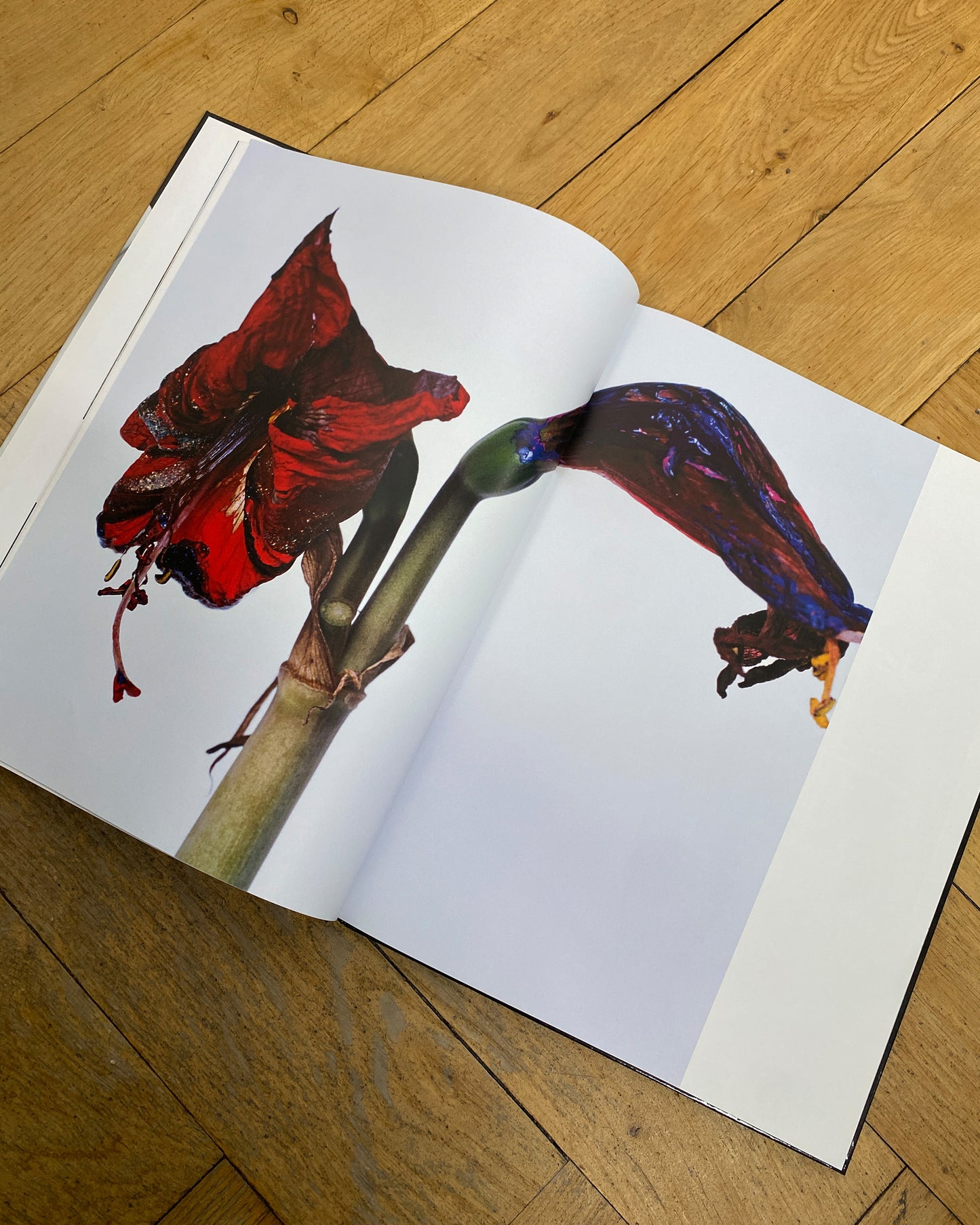 Stern Fotografie 2010 56 Nobuyoshi Araki Book